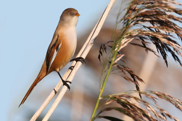 Bearded Tit