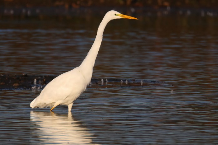 Great White Egret