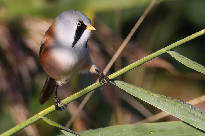 Bearded Tit