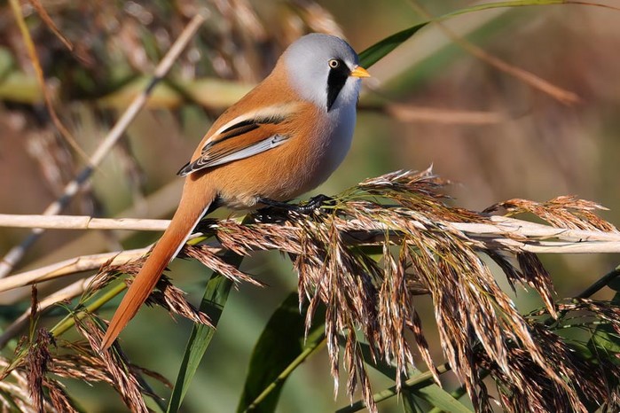 Bearded Tit