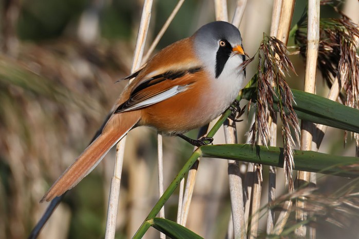 Bearded Tit