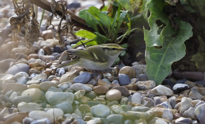 Pallas's Warbler