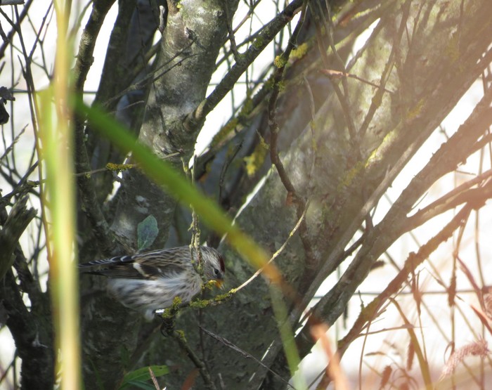 Mealy Redpoll