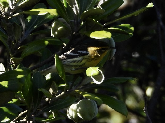 Blackburnian Warbler