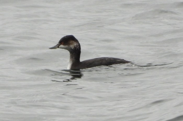 Black-necked Grebe
