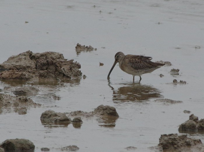 Long-billed Dowitcher