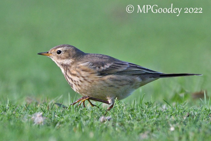 American Buff-bellied Pipit