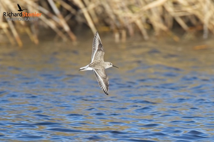 Dunlin