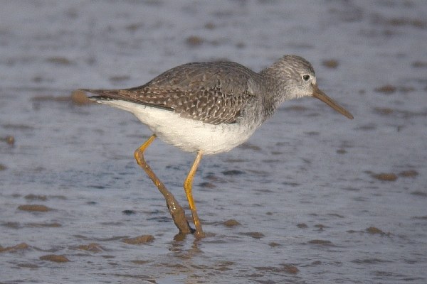 Lesser Yellowlegs