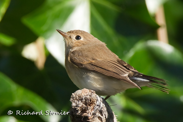 Red-breasted Flycatcher