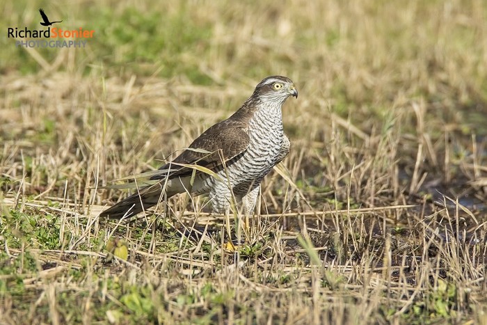 Sparrowhawk
