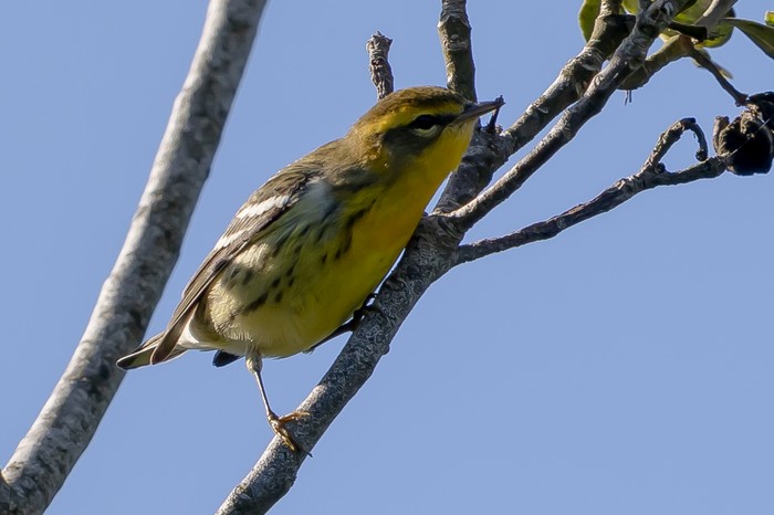 Blackburnian Warbler