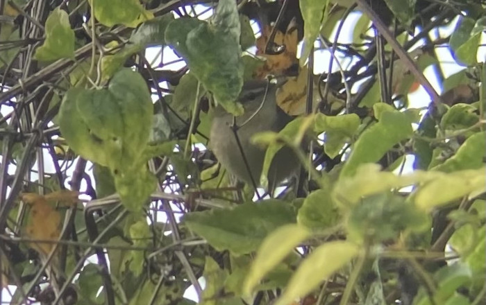 Dusky Warbler