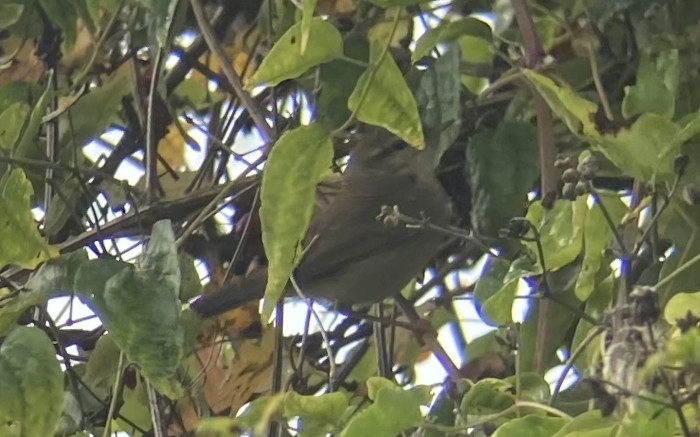 Dusky Warbler