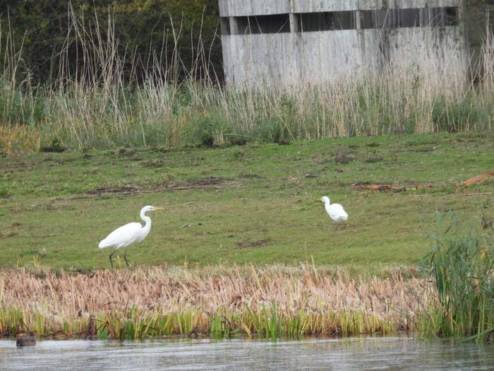 Cattle Egret