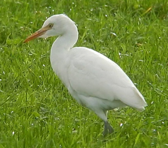 Cattle Egret