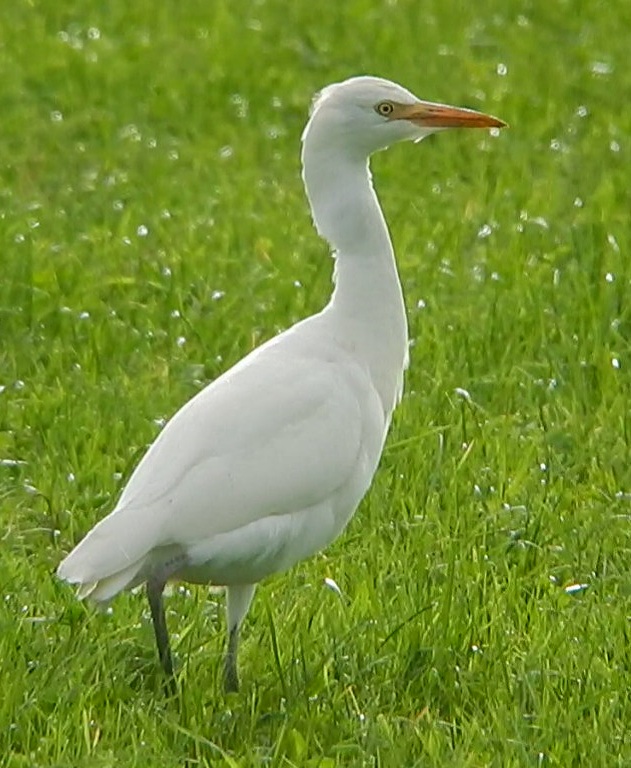 Cattle Egret
