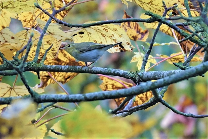Wood Warbler