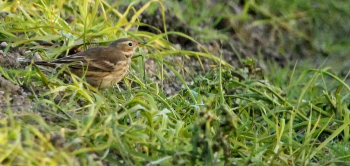 American Buff-bellied Pipit
