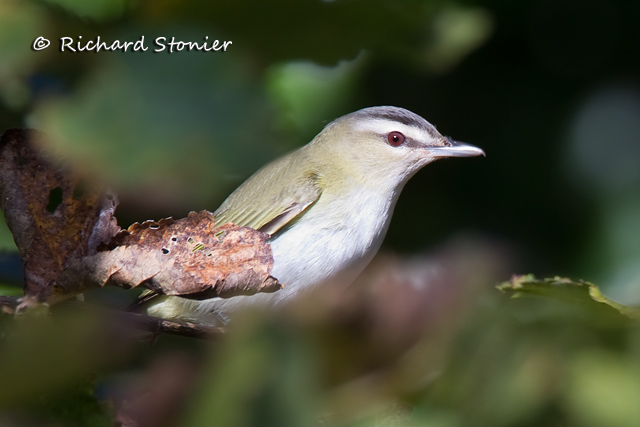 Red-eyed Vireo