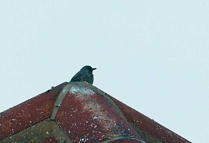 Blue Rock Thrush