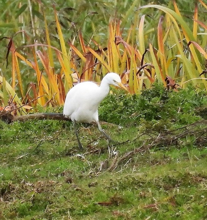 Cattle Egret