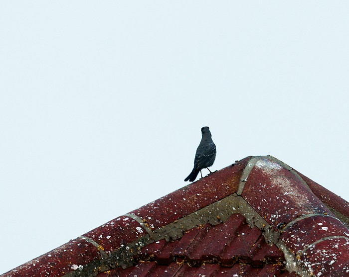 Blue Rock Thrush