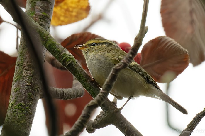 Pallas's Warbler