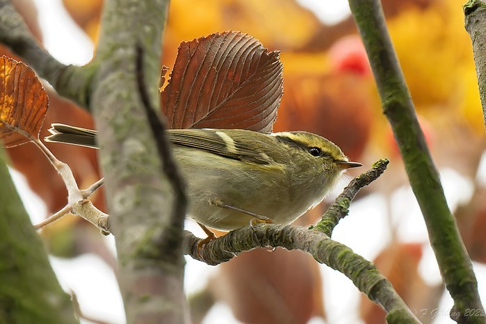 Pallas's Warbler