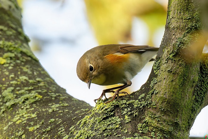 Red-flanked Bluetail