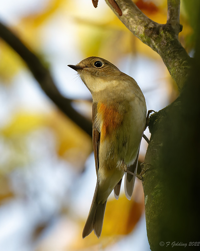 Red-flanked Bluetail