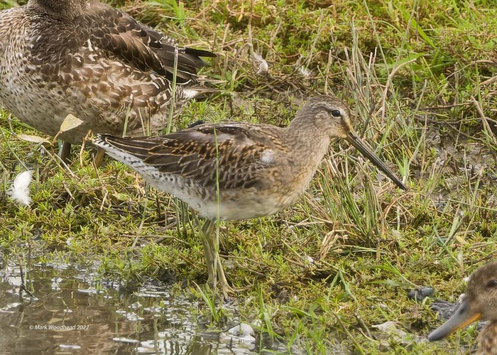 Long-billed Dowitcher