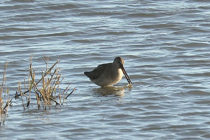 Long-billed Dowitcher
