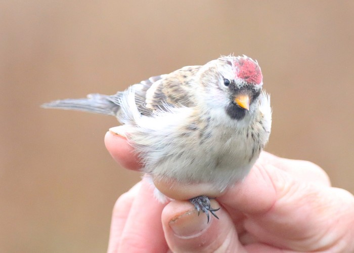 Mealy Redpoll