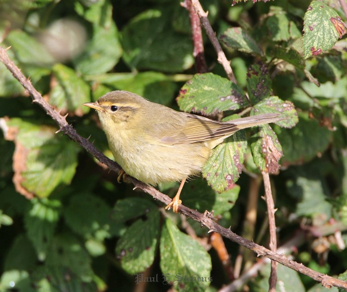 Radde's Warbler