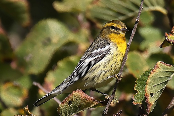 Blackburnian Warbler