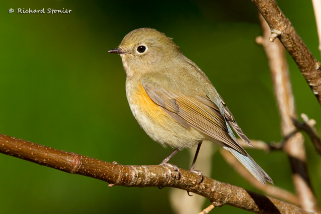 Red-flanked Bluetail
