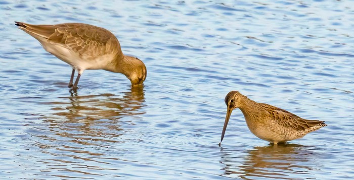 Long-billed Dowitcher