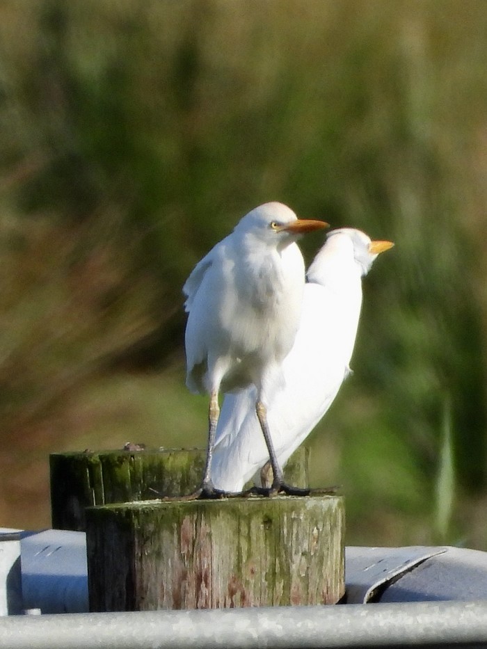 Cattle Egret