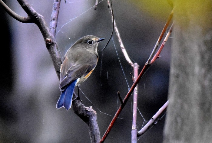 Red-flanked Bluetail