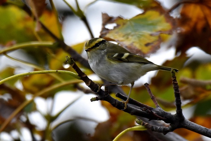 Pallas's Warbler