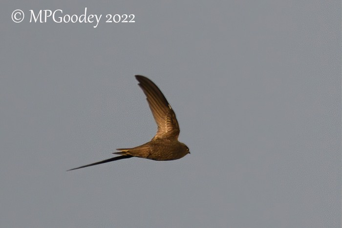 Pallid Swift