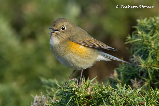 Red-flanked Bluetail
