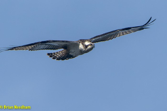 Osprey