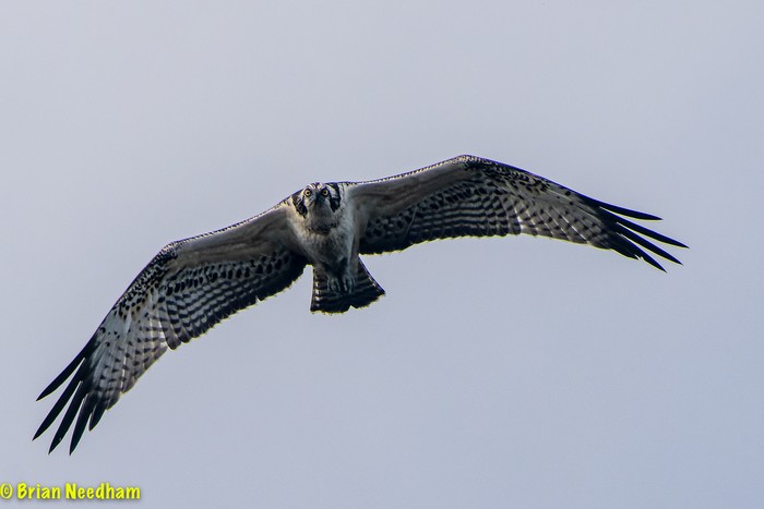 Osprey