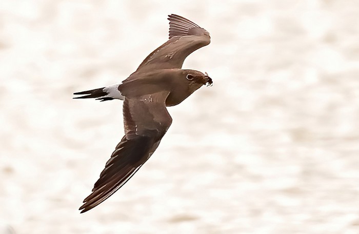 Collared Pratincole