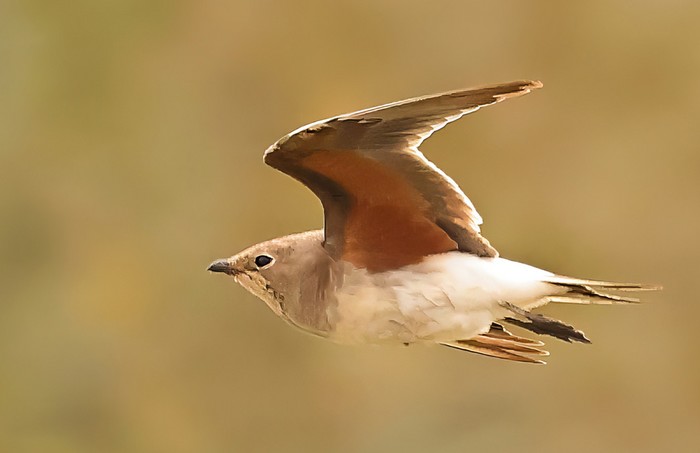 Collared Pratincole