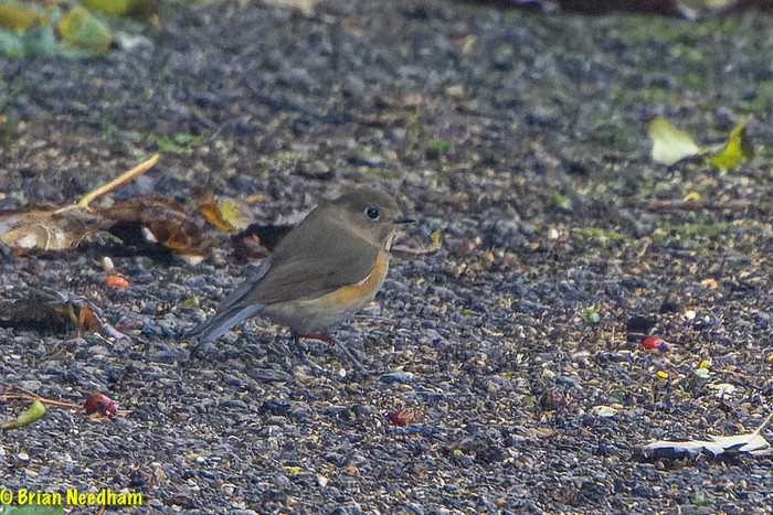 Red-flanked Bluetail