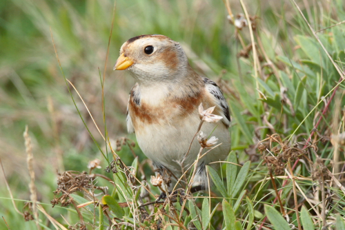 Snow Bunting