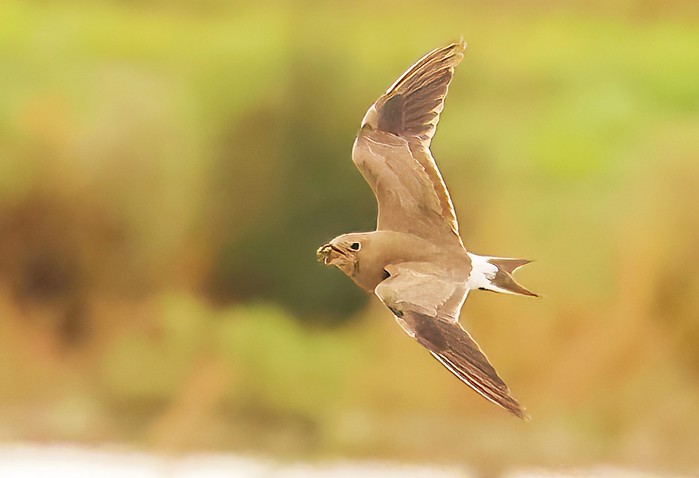 Collared Pratincole